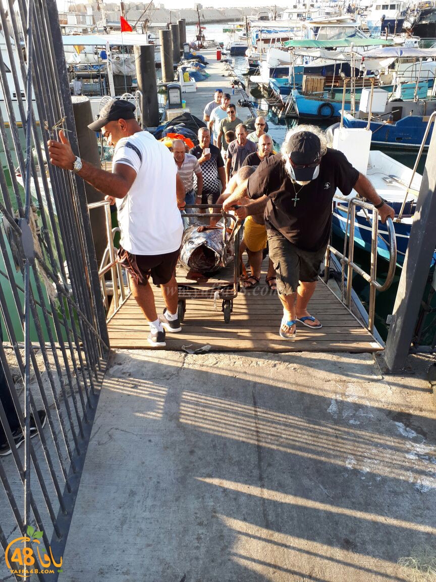 tuna fish yaffa (13).jpg